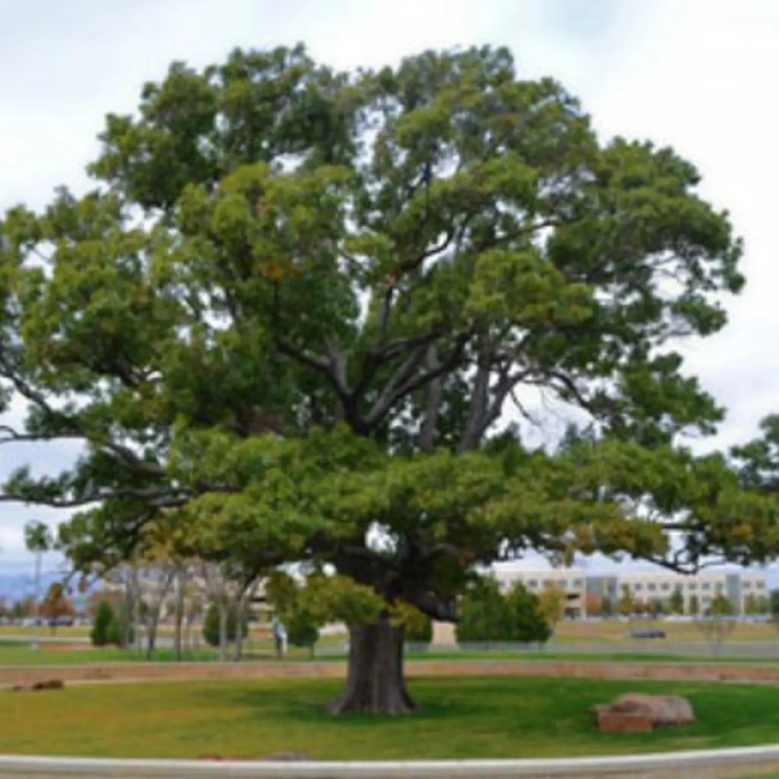 Tree Species | Arborilogical