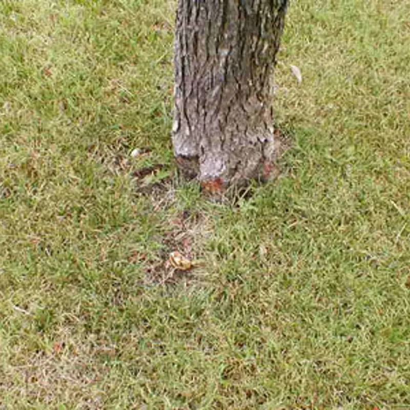 Root Flare Arborilogical root-flare-arborilogical