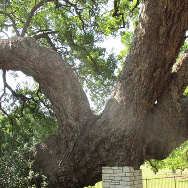Benefits of Trees | Arborilogical