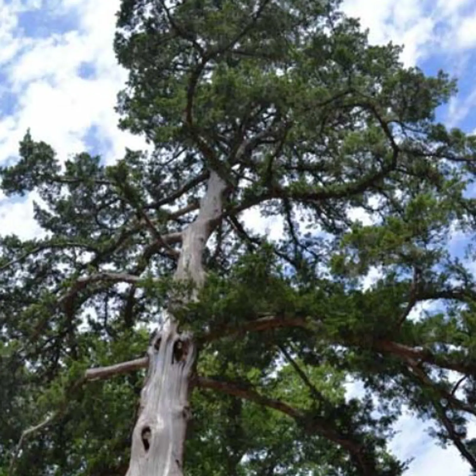 Tree Species | Arborilogical