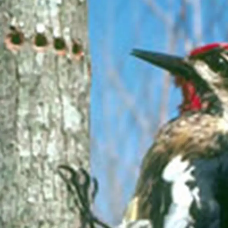 Woodpeckers And Woodpecker Damage Arborilogical