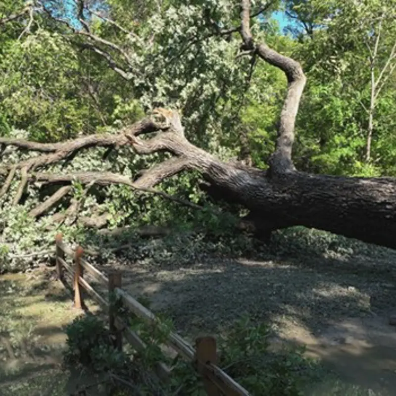 Aging a Tree | Arborilogical