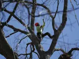 Miguel Pastenes in a tree