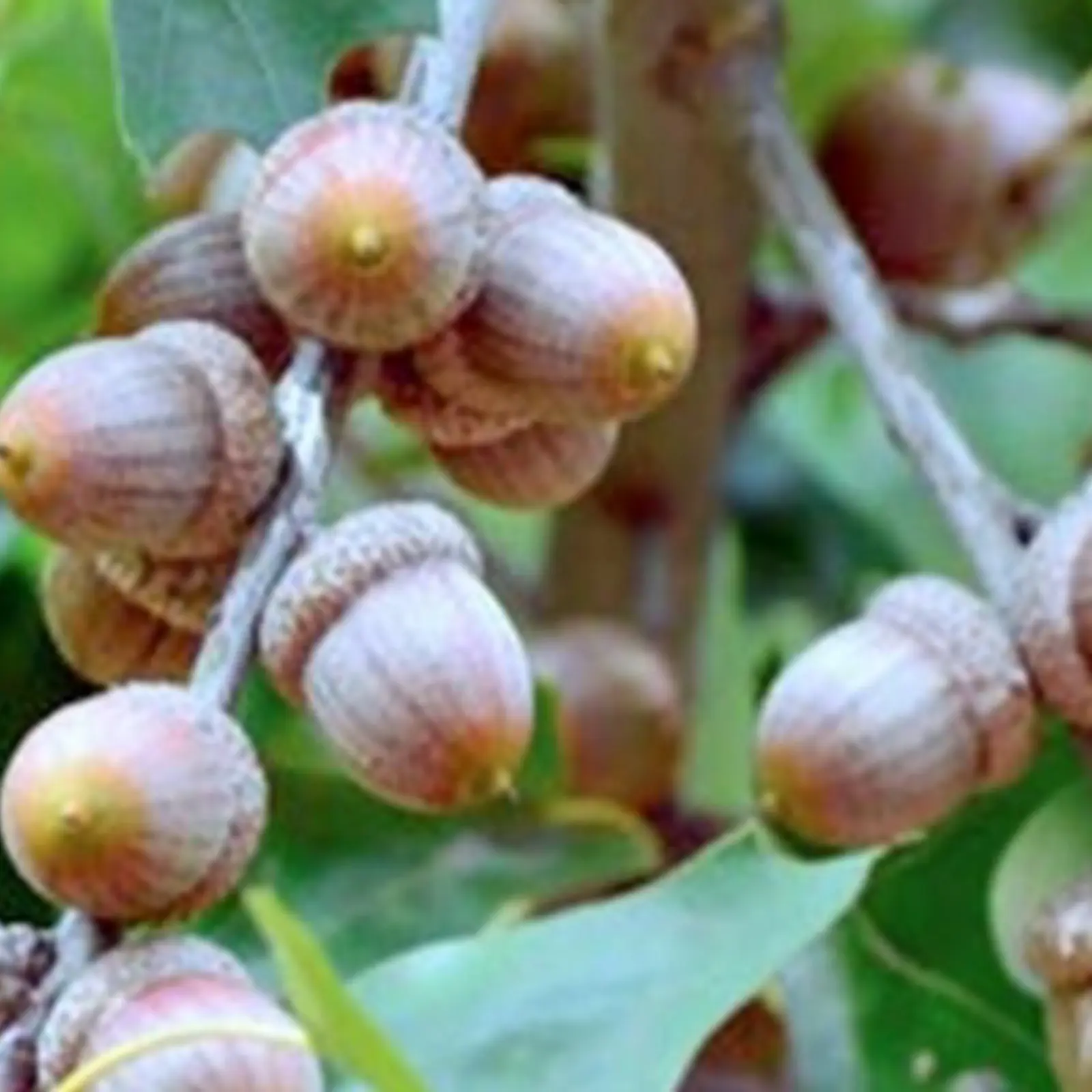 Seeds | Arborilogical