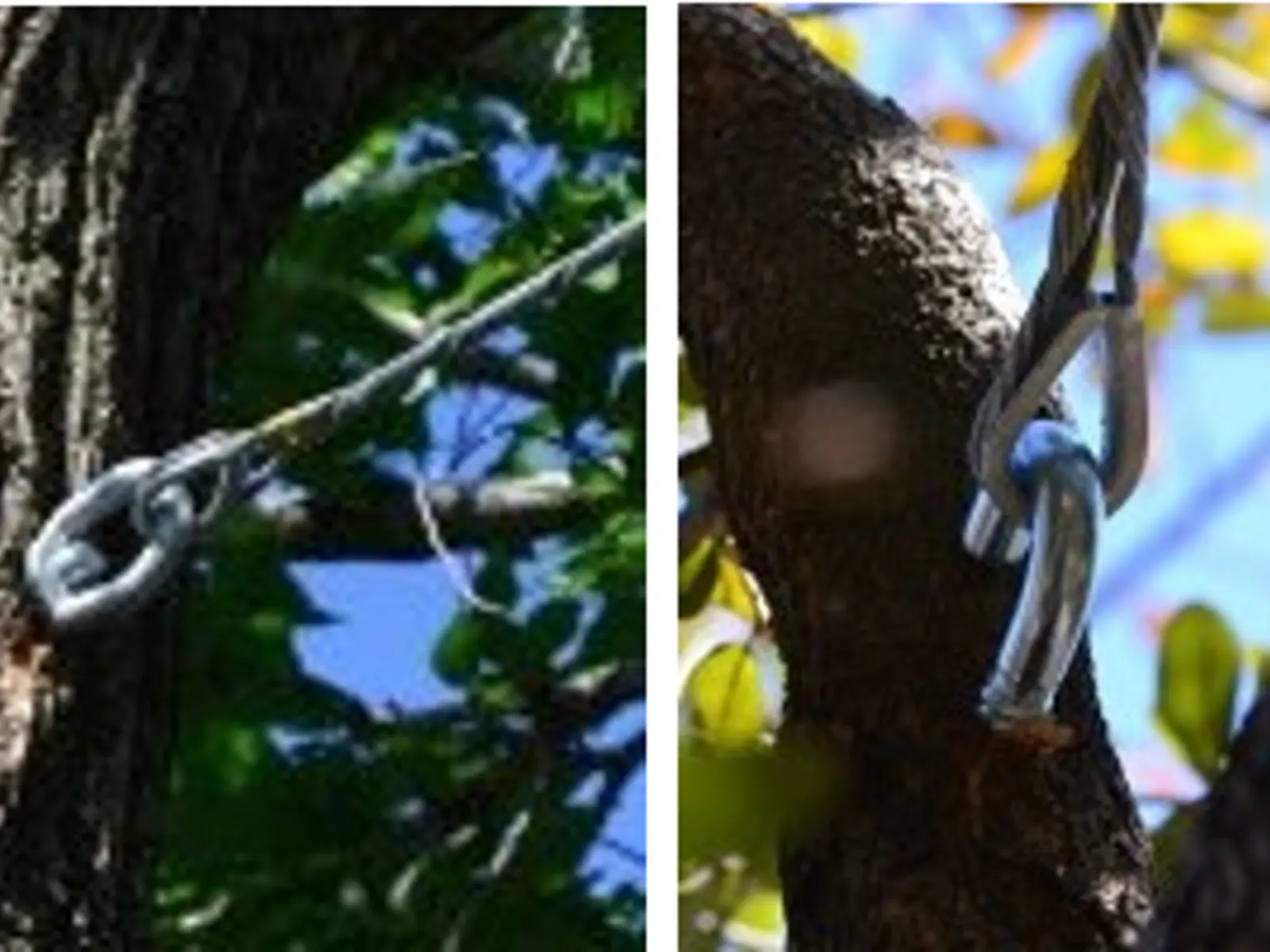 Tree Hat Racking Wires Cabling and Bracing | Arborilogical