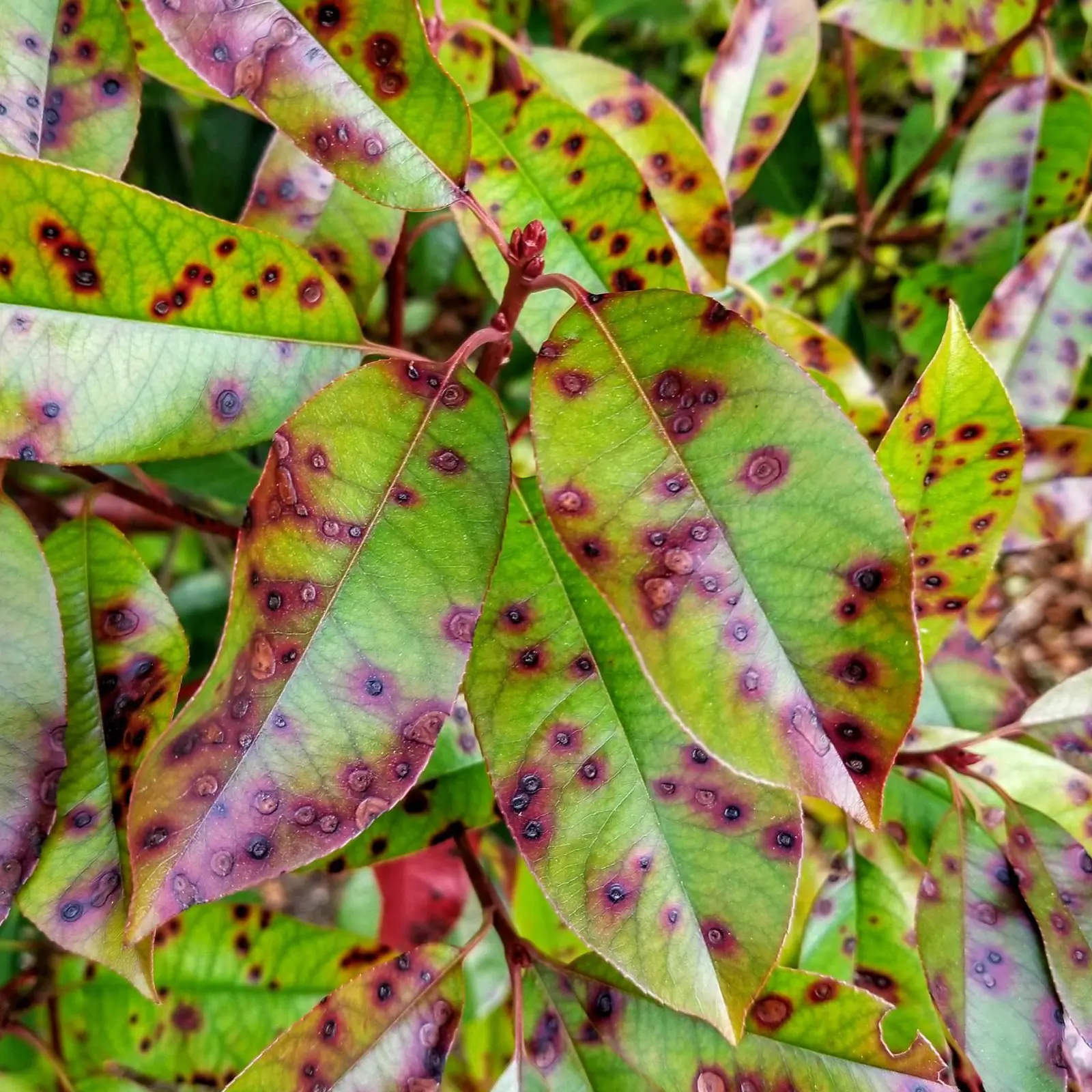 Diseases | Arborilogical