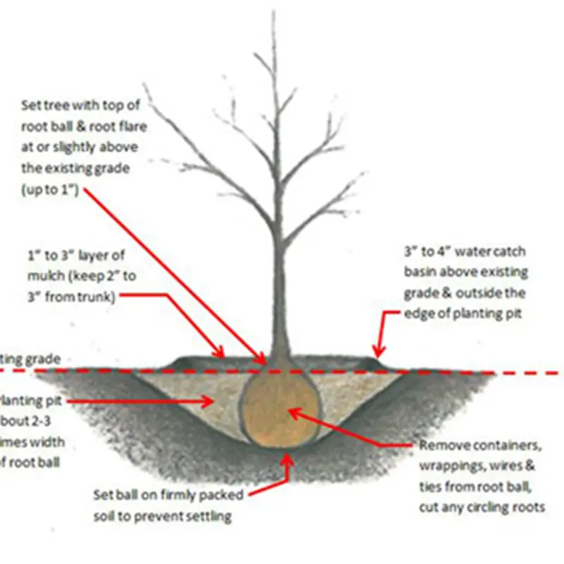 Girdling Roots | Arborilogical