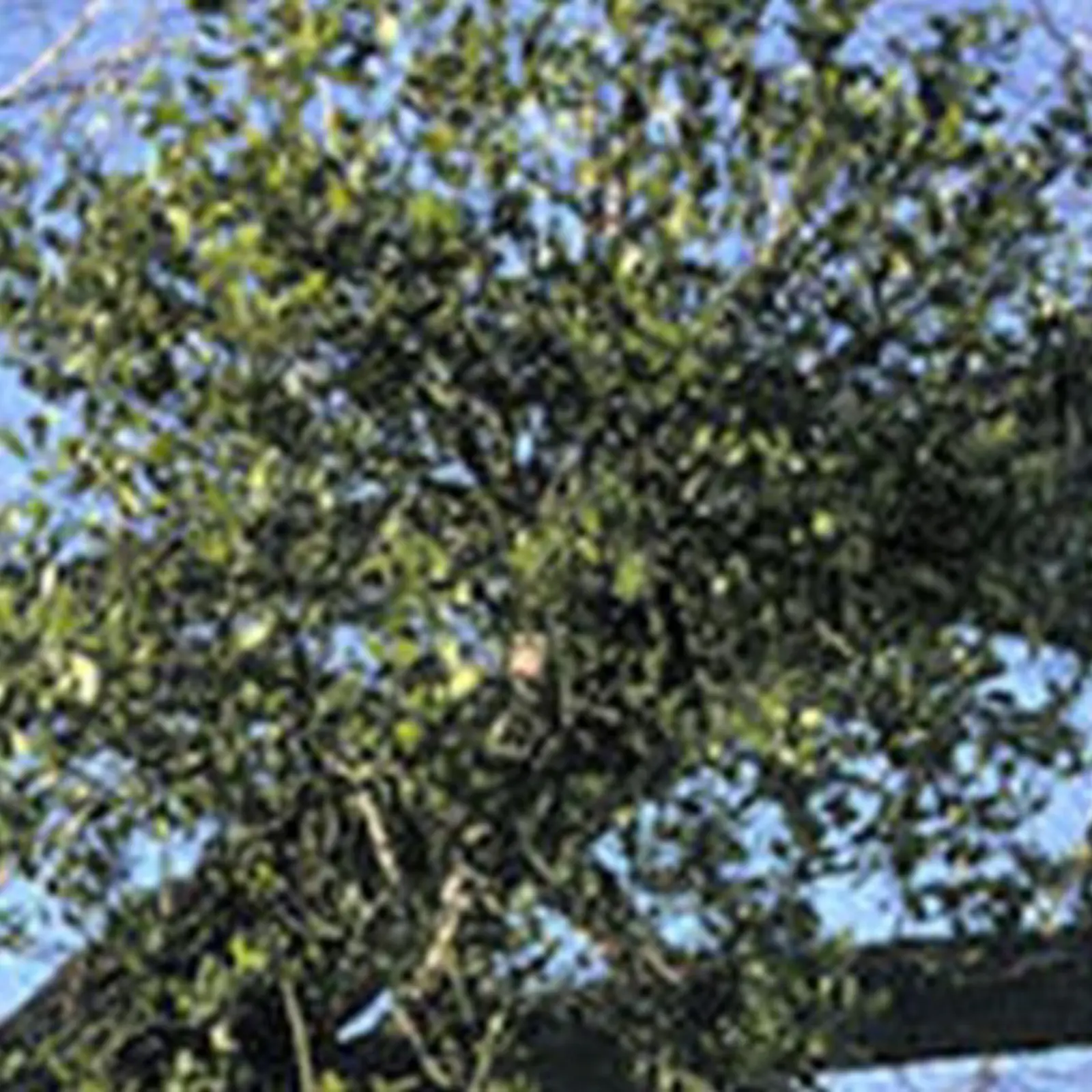 Tree Parasites | Arborilogical