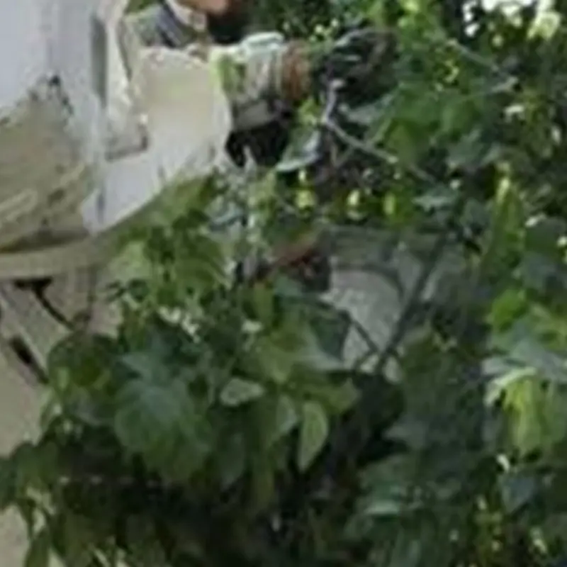 Watering Trees | Arborilogical