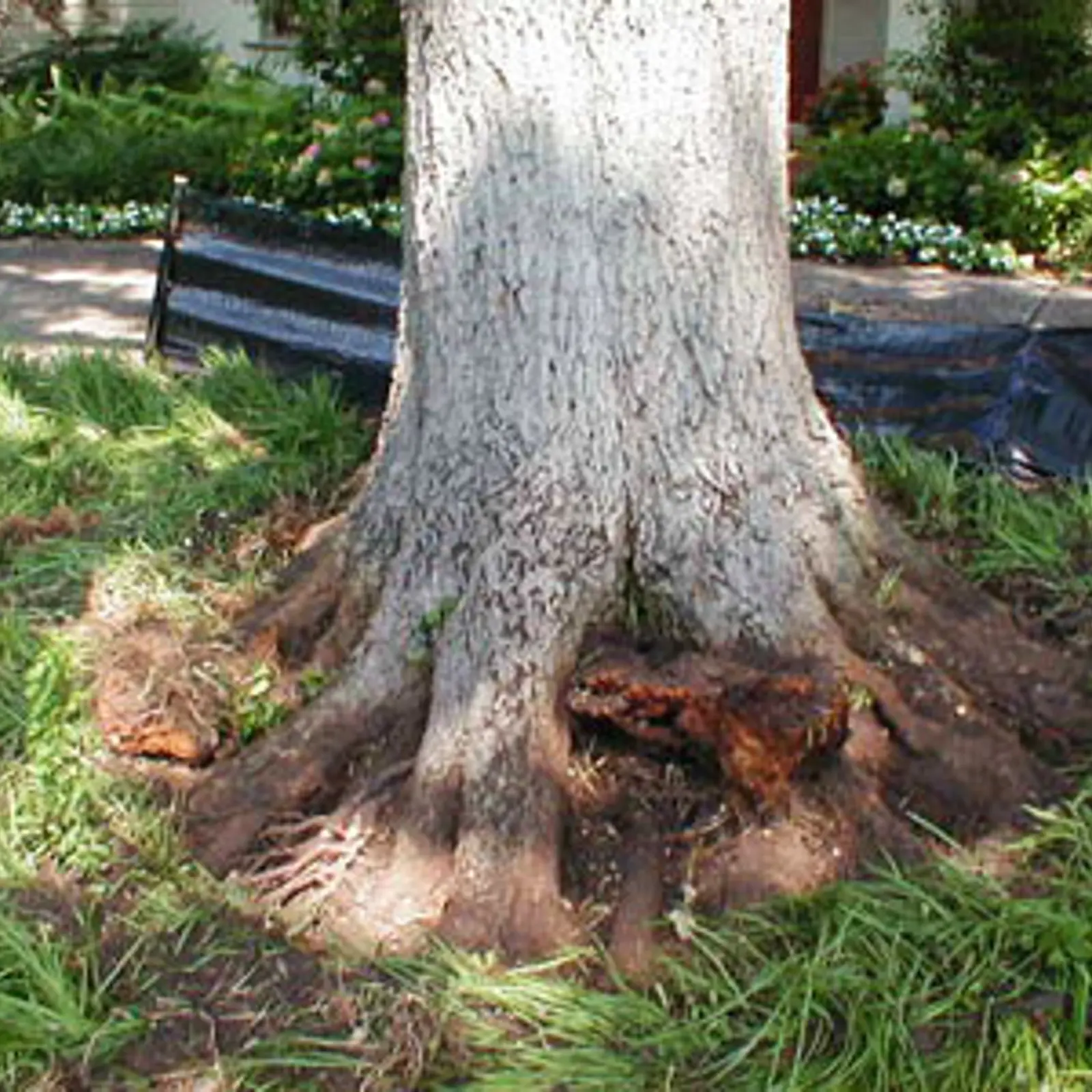 Root Flare Arborilogical root-flare-arborilogical